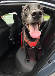 Found/Stray Male Dog last seen 2nd Ave, Crestview, FL 32539