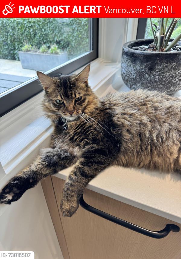 Lost Male Cat last seen 51st and Balaclava , Vancouver, BC V6N 1L9