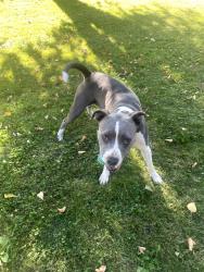 Found/Stray Female Dog last seen 26th St and 5th Avenue, Sacramento, CA 95818