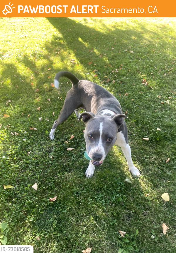 Found/Stray Female Dog last seen 26th St and 5th Avenue, Sacramento, CA 95818