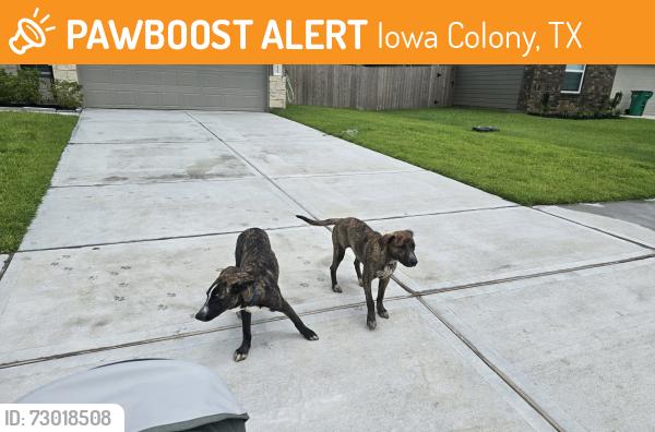 Found/Stray Male Dog last seen Near Sunset Marina way, Iowa Colony, TX, Iowa Colony, TX 77583