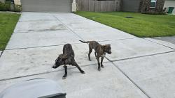 Found/Stray Male Dog last seen Near Sunset Marina way, Iowa Colony, TX, Iowa Colony, TX 77583