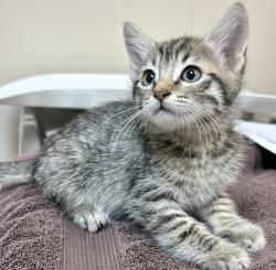 Shelter Stray Male Cat last seen Near Lillian Street, LIVERMORE, CA, 94550, 8323 Baldwin St, Oakland, CA 94621, USA