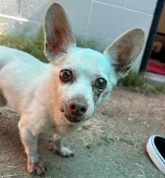 Shelter Stray Male Dog last seen Greenfield Drive, El Cajon, CA, 92021, El Cajon, CA 92020, USA