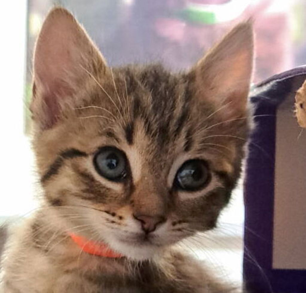 Shelter Stray Female Cat last seen Near Juniper Street, SAN LEANDRO, CA, 94579, 8323 Baldwin St, Oakland, CA 94621, USA