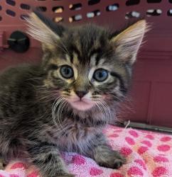 Shelter Stray Male Cat last seen Sunburst Lane, LIVERMORE, CA, 94550, 8323 Baldwin St, Oakland, CA 94621, USA