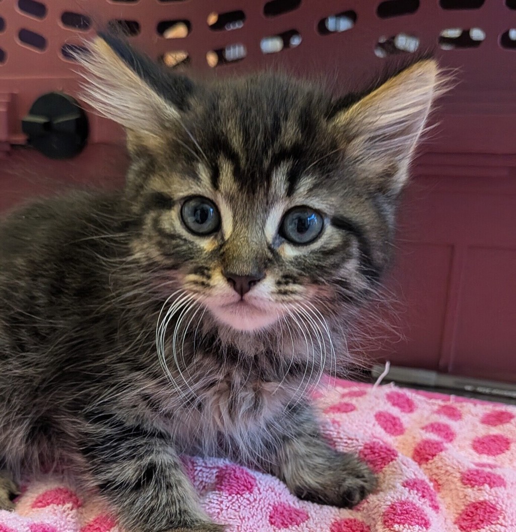 Shelter Stray Male Cat last seen Sunburst Lane, LIVERMORE, CA, 94550, 8323 Baldwin St, Oakland, CA 94621, USA