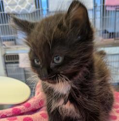 Shelter Stray Female Cat last seen Sunburst Lane, LIVERMORE, CA, 94550, 8323 Baldwin St, Oakland, CA 94621, USA