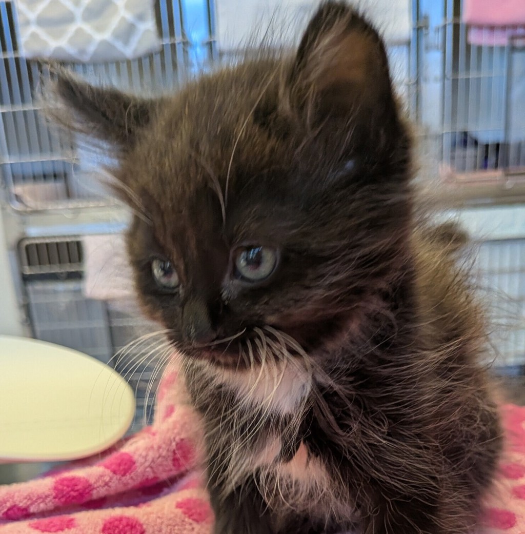 Shelter Stray Female Cat last seen Sunburst Lane, LIVERMORE, CA, 94550, 8323 Baldwin St, Oakland, CA 94621, USA