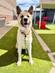 Shelter Stray Female Dog last seen Near W 3500 S, WEST VALLEY CITY, UT, 84120, 511 W 3900 S, Salt Lake City, UT 84123, USA