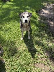 Found/Stray Male Dog last seen Cutten Rd & FM 1960 W, Houston, TX 77066