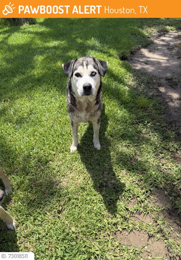 Found/Stray Male Dog last seen Cutten Rd & FM 1960 W, Houston, TX 77066