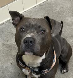 Shelter Stray Male Dog last seen Near S Ziegler Street, AIRWAY HEIGHTS, WA, 99001, 6815 E Trent Ave, Spokane, WA 99212, USA