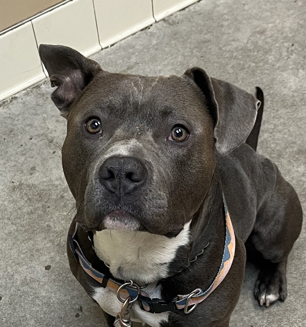 Shelter Stray Male Dog last seen Near S Ziegler Street, AIRWAY HEIGHTS, WA, 99001, 6815 E Trent Ave, Spokane, WA 99212, USA