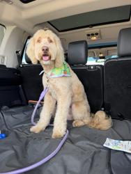 Lost Female Dog last seen Research and powers, Colorado Springs, CO 80920