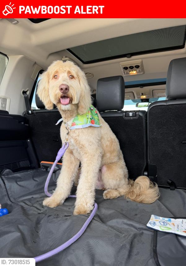 Lost Female Dog last seen Research and powers, Colorado Springs, CO 80920