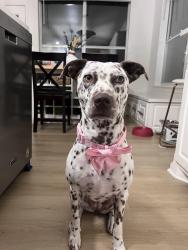 Lost Female Dog last seen Fish creek neigborhood park , Arlington, TX 76018