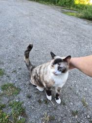 Found/Stray Female Cat last seen Scc, Spokane, WA 99202