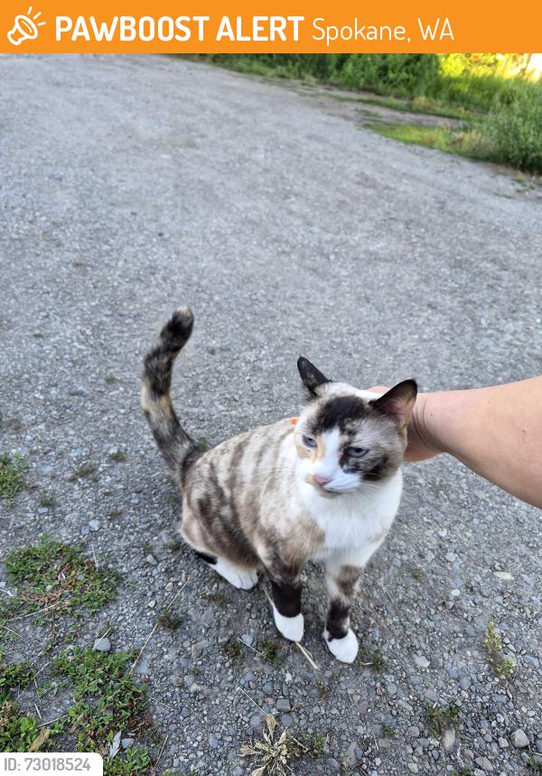 Found/Stray Female Cat last seen Scc, Spokane, WA 99202