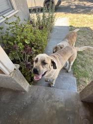 Found/Stray Male Dog last seen Greenway, Turlock, CA 95380