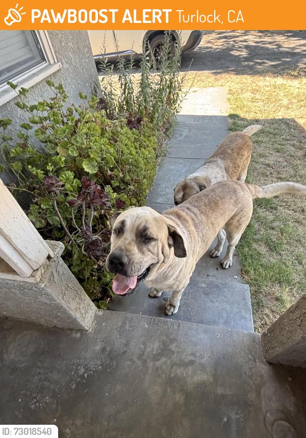 Found/Stray Male Dog last seen Greenway, Turlock, CA 95380