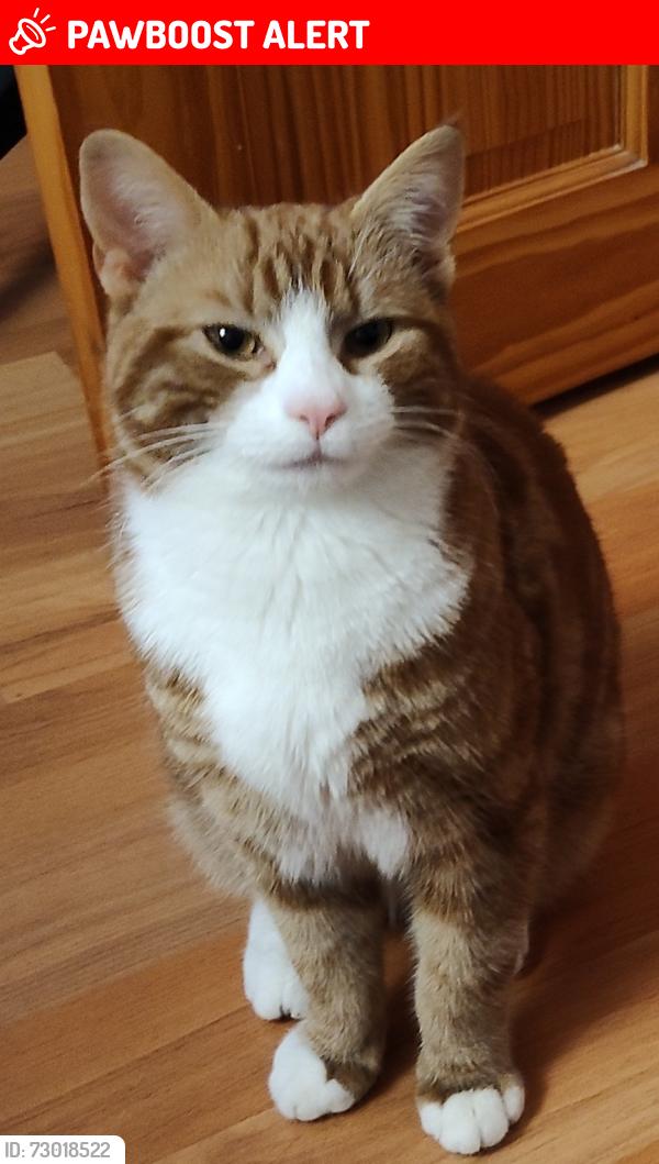 Lost Male Cat last seen South Lanarkshire Council Headquarters, South Lanarkshire, Scotland ML3 0BP