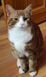 Lost Male Cat last seen South Lanarkshire Council Headquarters, South Lanarkshire, Scotland ML3 0BP
