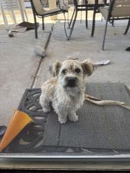 Found/Stray Unknown Dog last seen Near Exbourne Circle Sacramento CA 95828 United States, Sacramento, CA 95828
