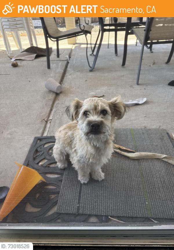 Found/Stray Unknown Dog last seen Near Exbourne Circle Sacramento CA 95828 United States, Sacramento, CA 95828