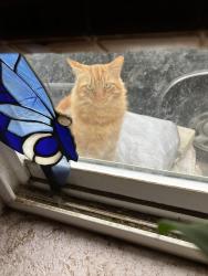 Reunited Male Cat last seen Casitas springs behind the market, Ventura, CA 93001