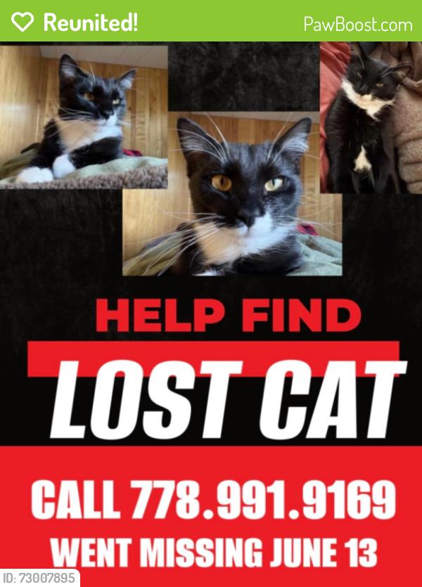 Reunited Female Cat last seen No.03 road and Dyke road, Richmond, BC 