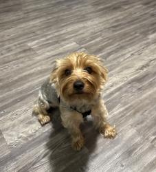 Lost Male Dog last seen E 38th 1/2 St and N-IH 35 Service Rd, Austin, TX 78705