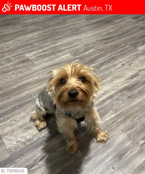 Lost Male Dog last seen E 38th 1/2 St and N-IH 35 Service Rd, Austin, TX 78705