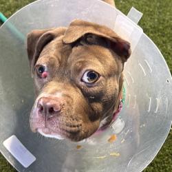 Shelter Stray Female Dog last seen , Animal Care & Control Team of Philly, 111 W Hunting Park Ave, Philadelphia, PA 19140, USA