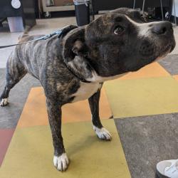 Shelter Stray Male Dog last seen , Animal Care & Control Team of Philly, 111 W Hunting Park Ave, Philadelphia, PA 19140, USA