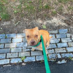 Shelter Stray Female Dog last seen , Animal Care & Control Team of Philly, 111 W Hunting Park Ave, Philadelphia, PA 19140, USA