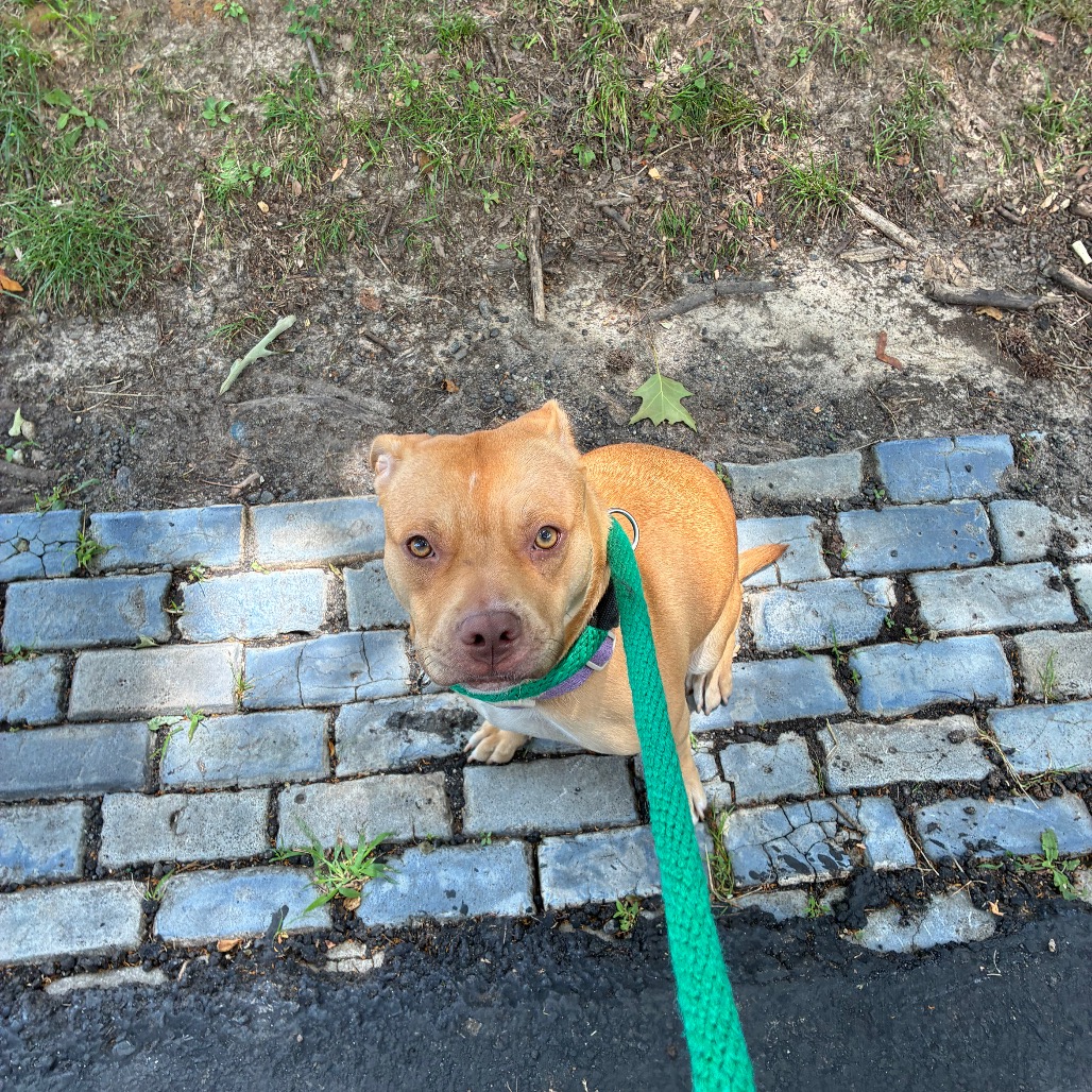 Shelter Stray Female Dog last seen , Animal Care & Control Team of Philly, 111 W Hunting Park Ave, Philadelphia, PA 19140, USA