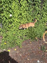 Found/Stray Unknown Dog last seen 145th & Powell, Portland, OR 97236