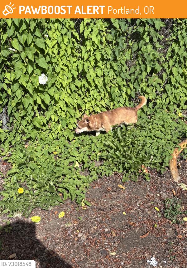 Found/Stray Unknown Dog last seen 145th & Powell, Portland, OR 97236
