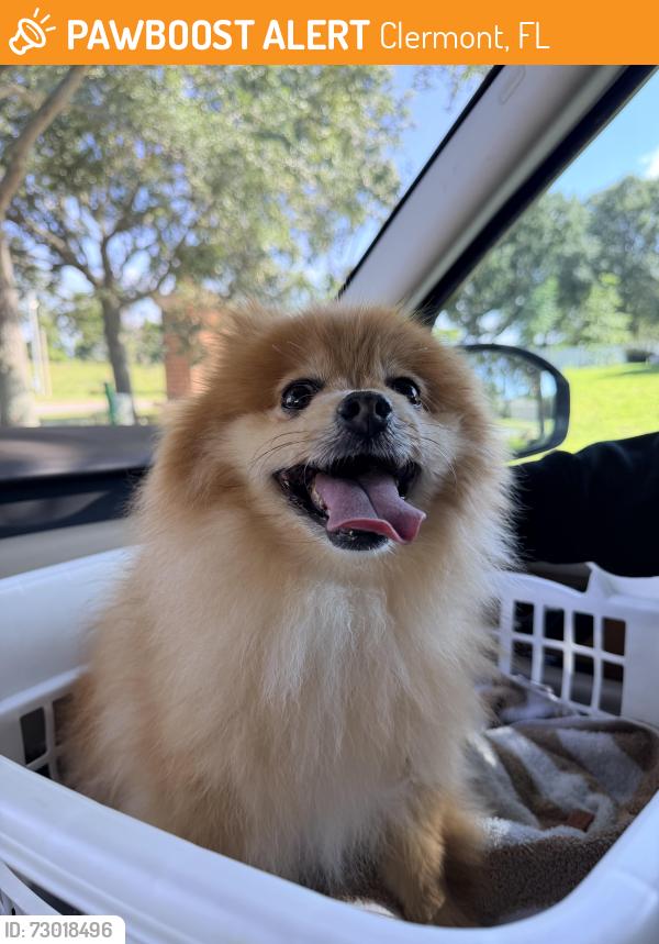 Found/Stray Male Dog last seen Citrus Tower Blvd near entrance to Reserve at Lost Lake, Clermont, FL 34711
