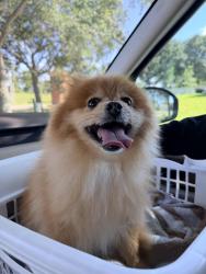 Found/Stray Male Dog last seen Citrus Tower Blvd near entrance to Reserve at Lost Lake, Clermont, FL 34711