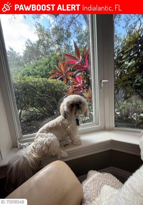 Lost Male Dog last seen Near , Indialantic, FL 32903