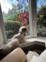 Lost Male Dog last seen Near , Indialantic, FL 32903