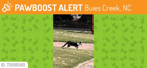 Found/Stray Unknown Cat last seen student union at campbell university, Buies Creek, NC 27546