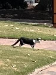 Found/Stray Unknown Cat last seen student union at campbell university, Buies Creek, NC 27546