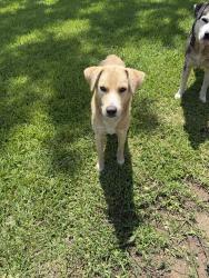 Found/Stray Female Dog last seen Cutten Rd & FM 1960 W, Houston, TX 77066