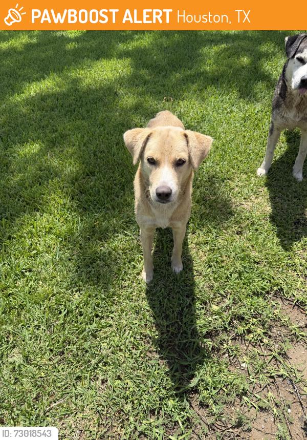 Found/Stray Female Dog last seen Cutten Rd & FM 1960 W, Houston, TX 77066