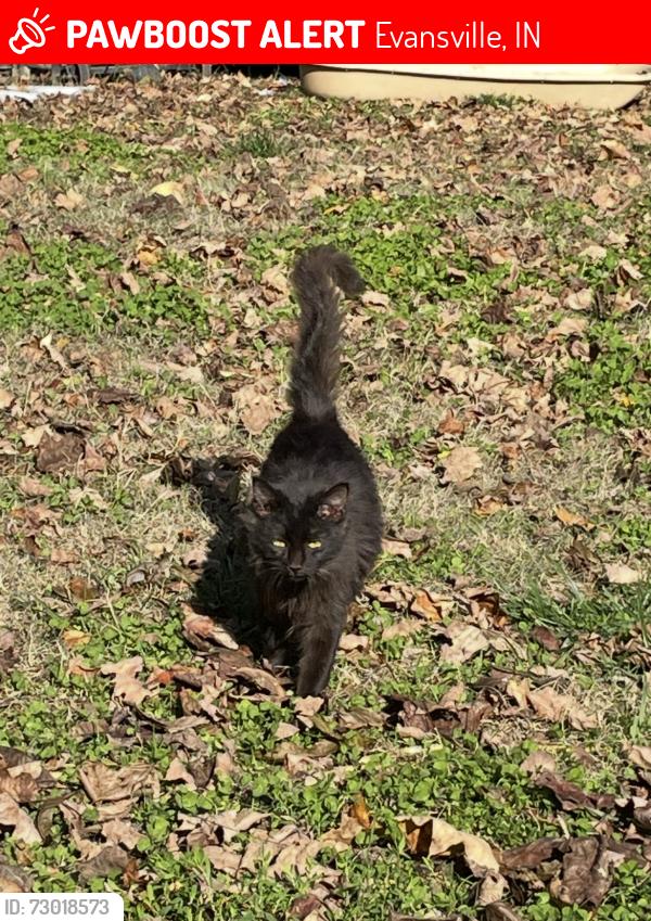 Lost Male Cat last seen Salem Heusler Church, Evansville, IN 47712