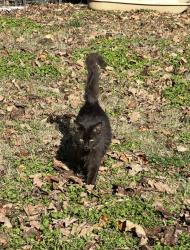Lost Male Cat last seen Salem Heusler Church, Evansville, IN 47712