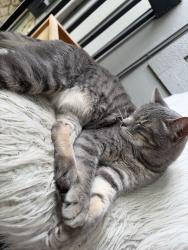 Reunited Male Cat last seen Hillcrest Estates, Kansas City, MO 64132